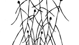 REFERENDO_TROCHE