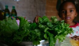 Produção de alimentos no Cerrado pode ajudar nesse momento de crise (Andressa Zumpano/Acervo ActionAid Brasil)