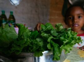 Produção de alimentos no Cerrado pode ajudar nesse momento de crise (Andressa Zumpano/Acervo ActionAid Brasil)