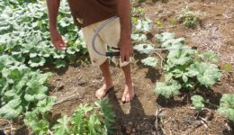 Antônio Carlos Alexandre do Nascimento, 51 anos, aplica na sua roça, os jatos de agrotóxico lançados de um equipamento de pulverização carregado nas costas (Elizabeth Oliveira)