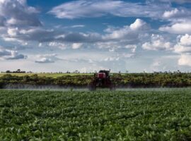 GafanhotoAgrotoxico-SidrolandiaMS_ThomasBauer