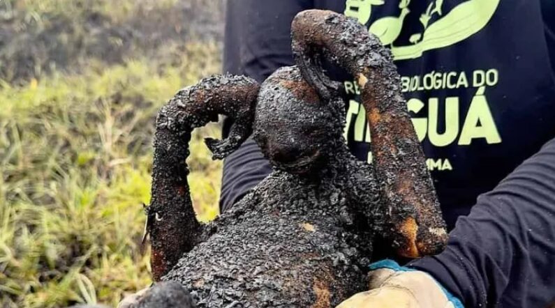 A aniquilação da biosfera e a contribuição do Brasil. A imagem mostra um bicho-preguiça queimado em tragédia ambiental no RJ.