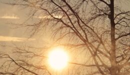 tree-3189339_1280