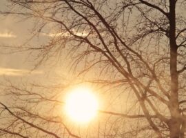 tree-3189339_1280