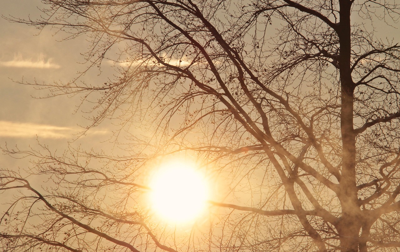 O amanhecer é um comum símbolo do futuro. A imagem mostra o sol refletindo sob uma árvore.