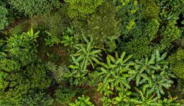 20230418_agrofloresta-bananeiras_NazarePaulista_SP_Brasil_LucasNinno_DialogoChino