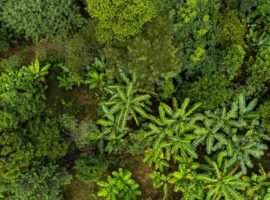 20230418_agrofloresta-bananeiras_NazarePaulista_SP_Brasil_LucasNinno_DialogoChino