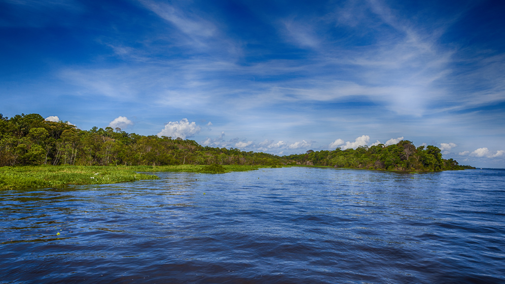 A Amazônia brasileira e suas amazonicidades: fotografia das árvores tiradas a partir de um barco no rio