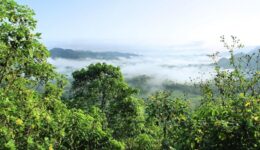 amazonia-5406522_1280