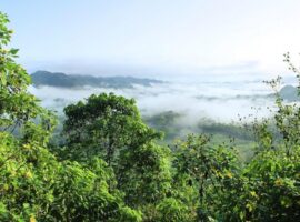 amazonia-5406522_1280