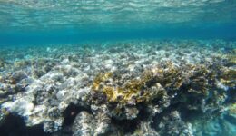 beach-sea-water-ocean-diving-underwater-428305-pxhere.com