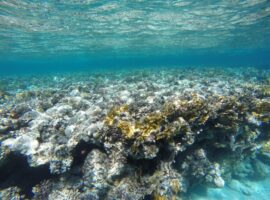 beach-sea-water-ocean-diving-underwater-428305-pxhere.com