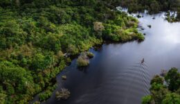 floresta_2