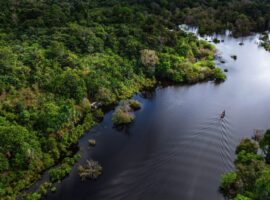 floresta_2