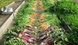 plant-flower-food-harvest-produce-vegetable-863280-pxhere.com