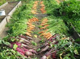plant-flower-food-harvest-produce-vegetable-863280-pxhere.com