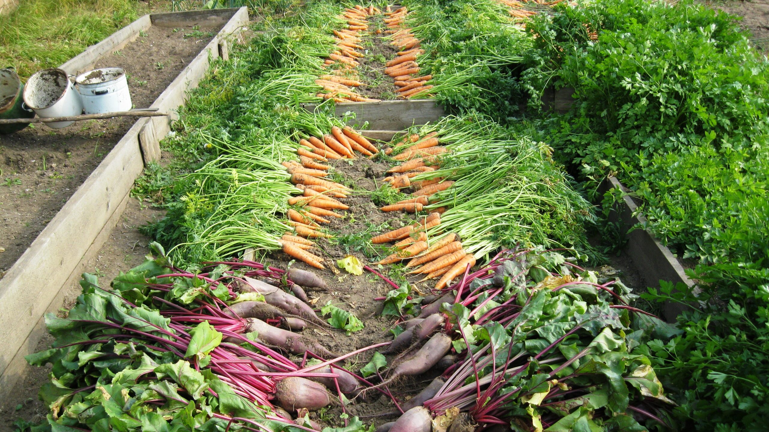 Por que precisamos falar de sistemas alimentares na COP30? A imagem é uma fotografia de uma horta.