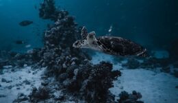 sea-turtle-9328500_1280