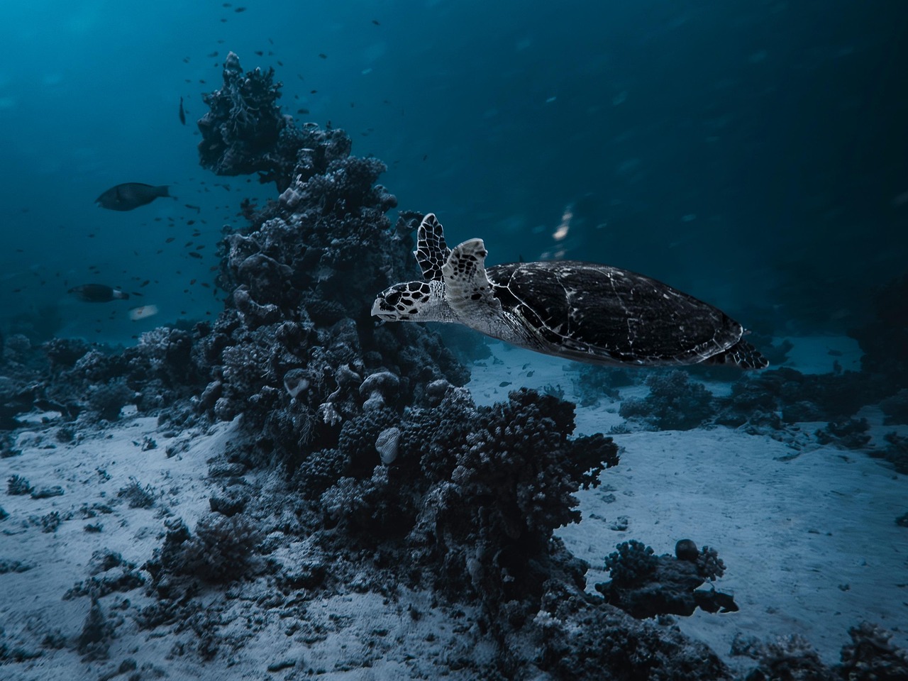 Fotografia do oceano: existem recifes de corais, peixes e uma tartaruga em primeiro plano
