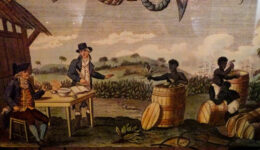 Tobacco Plantation