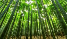 bamboo-1283976