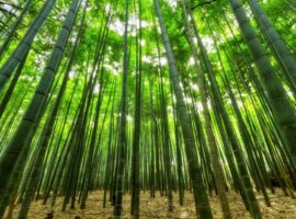 bamboo-1283976