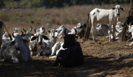Desmatamento do cerrado e crise hídrica no Maranhão