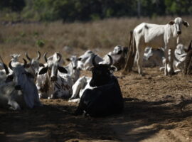 Desmatamento do cerrado e crise hídrica no Maranhão