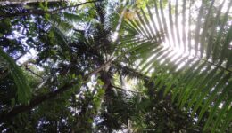 floresta tropical