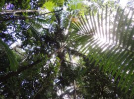floresta tropical