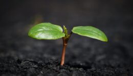 plant-8338691