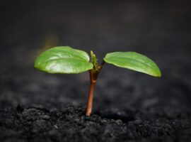 plant-8338691