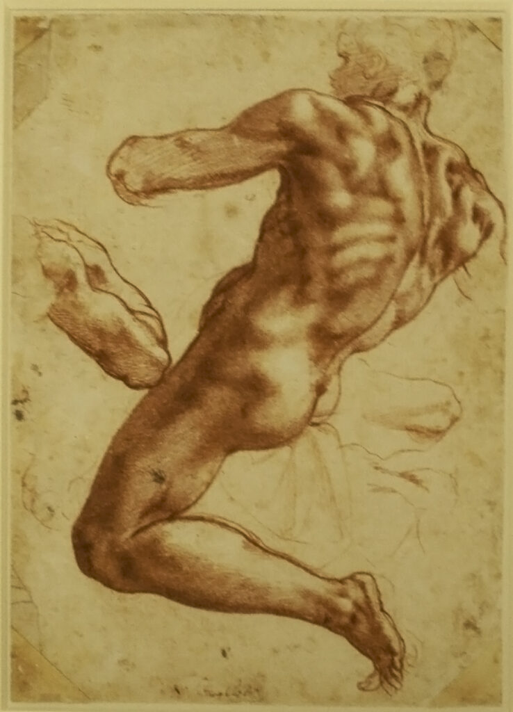 Michelangelo estudo
