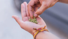 Young doing a marijuana joint. Close up smoke cannabis as a concept of alternative medicine and legalization