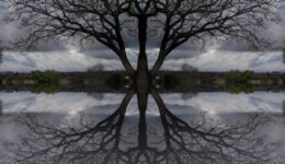 double-tree-reflection