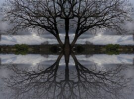 double-tree-reflection