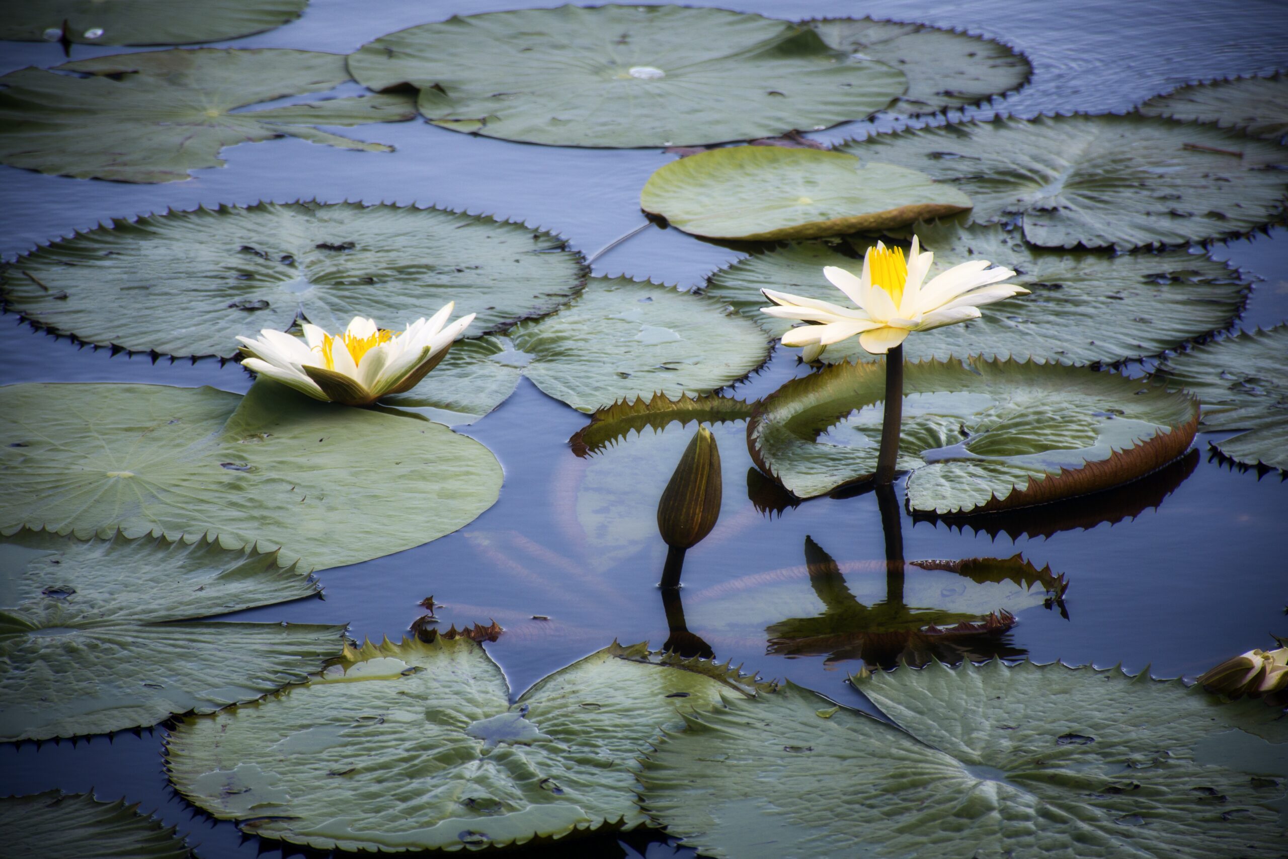 Foto de vitórias-régias na Amazônia. Tem duas flores em cima de pétalas brancas e amarelas