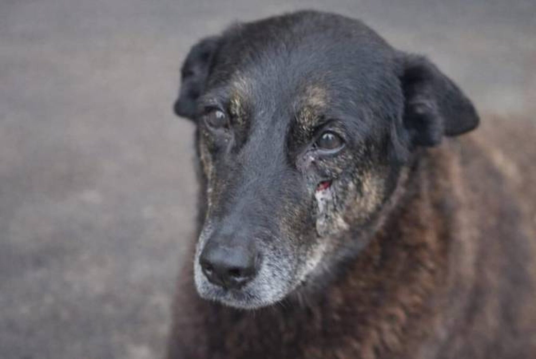 Fotografia do cão orelha. Ele apresena um machucado perto do fucinho e é uma vira-lata de pelo castanho