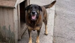 cão orelha