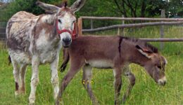meadow-animal-wildlife-herd-pasture-grazing-959651-pxhere.com
