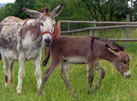 meadow-animal-wildlife-herd-pasture-grazing-959651-pxhere.com