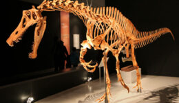 Irritator_challengeri_mount_01