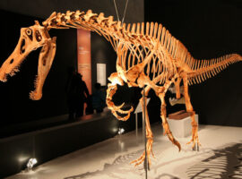 Irritator_challengeri_mount_01