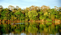 Amazonia (2)