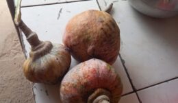 A soberania alimentar na comunidade Forquilha, no Maranhão