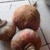 A soberania alimentar na comunidade Forquilha, no Maranhão
