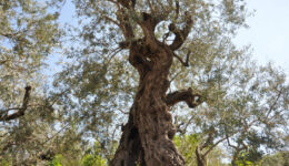 Olive_tree_Lebanon
