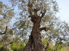 Olive_tree_Lebanon
